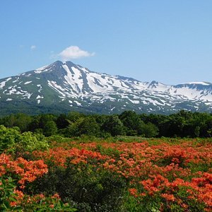 🌸 혼조 공원(혼조 성터) 이미지 4